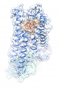 Kristallstruktur des μ-Opioidrezeptor-Agonist-Komplexes im Aktivzustand (orange: Agonist BU72; blau: μ-Opioidrezeptor; türkis: G-Protein imitierender Nanobody). Grafik: Ralf Kling, FAU